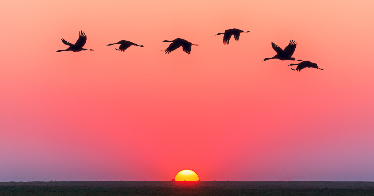 Birds flying over sunset