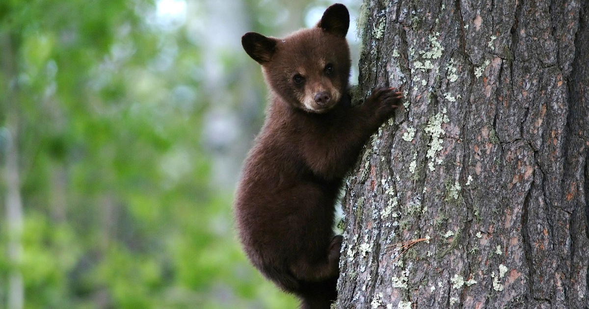 Baby bear in tree